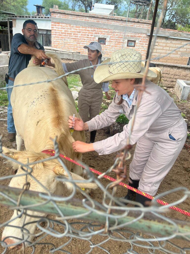 MUNICIPIO CONCLUYE CON ÉXITO SEGUNDA ETAPA DE LA CLÍNICA VETERINARIA AMBULATORIA 2024