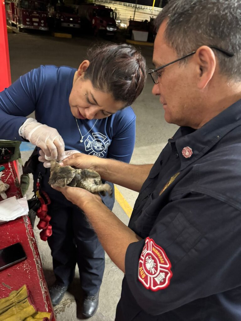 BOMBEROS DEL MUNICIPIO DE AGUASCALIENTES RESCATA UNOS MININOS