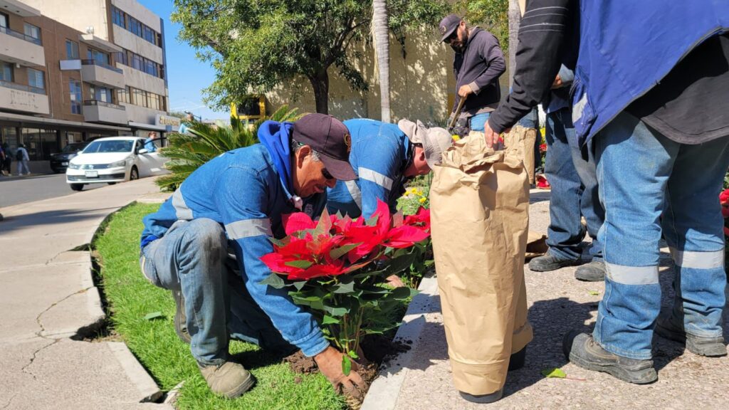 ADORNA MUNICIPIO DE AGUASCALIENTES VARIOS PUNTOS DE LA CIUDAD CON NOCHEBUENAS