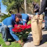 ADORNA MUNICIPIO DE AGUASCALIENTES VARIOS PUNTOS DE LA CIUDAD CON NOCHEBUENAS